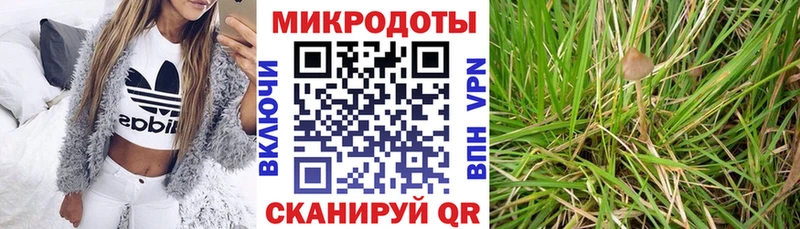 Псилоцибиновые грибы Psilocybe  Стародуб 